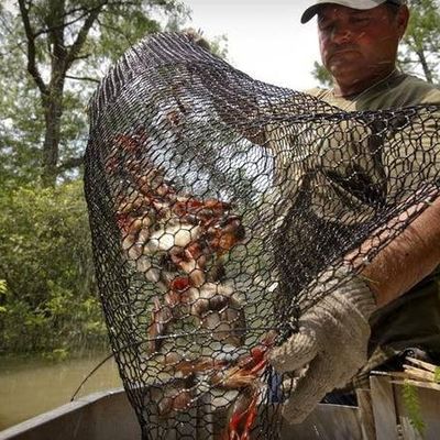 19 Medida de malla de alambre de cangrejo revestido de PVC resistente al agua salada